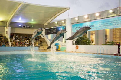 Cancún Interactive Aquarium Admission + Dolphin Presentation - Walking the Aquarium Galleries and Fish Tanks (Without Getting Wet)