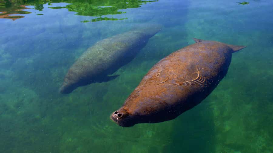 Cancún: Manatee Encounter on Isla Mujeres with Buffet Lunch - Manatees on Isla Mujeres: what this encounter really means