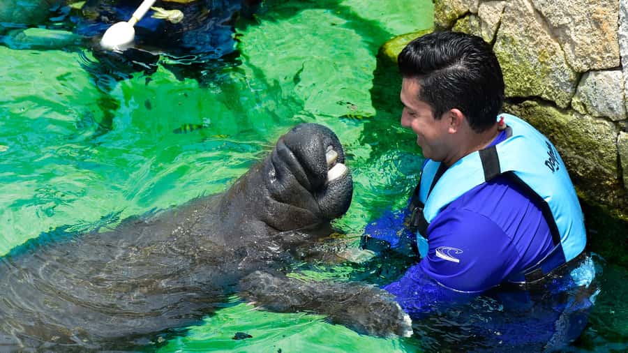 Cancún: Manatee Encounter on Isla Mujeres with Buffet Lunch - Dolphin Discovery facilities: lockers, pools, and your downtime plan