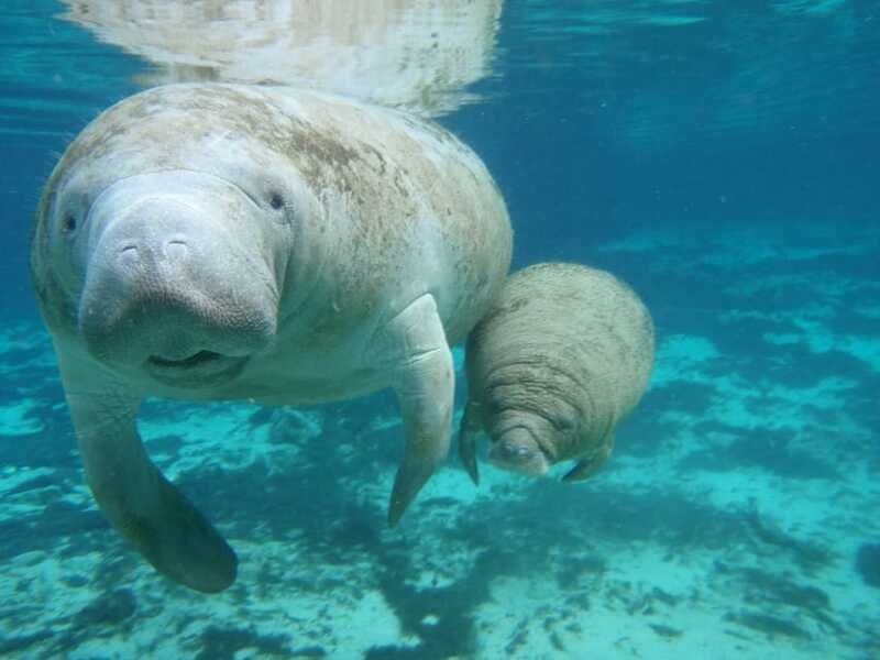 Cancún: Manatee Encounter on Isla Mujeres with Buffet Lunch - Buffet lunch + soft drinks: included, useful, and not an afterthought
