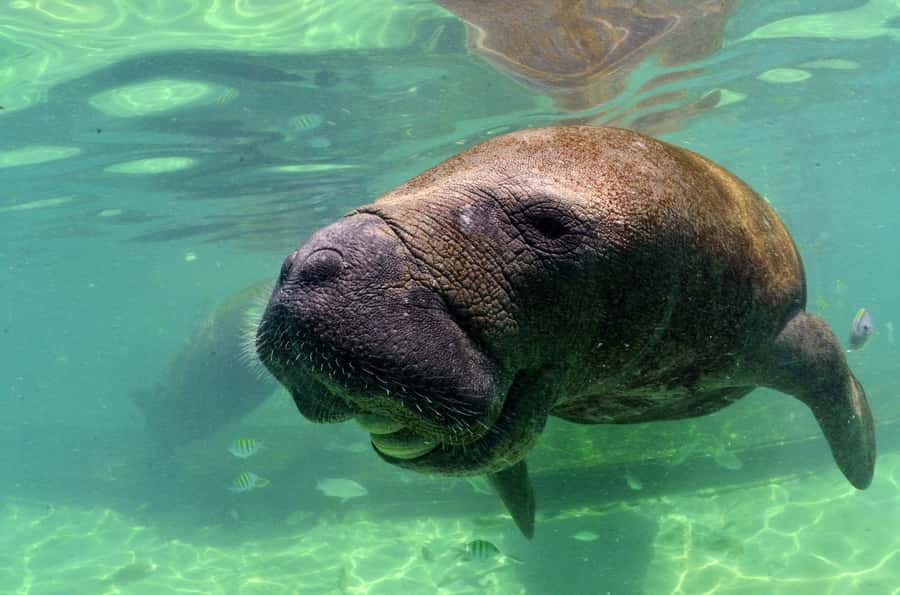 Cancún: Manatee Encounter on Isla Mujeres with Buffet Lunch - Getting there from Cancún: ferry timing and how the day flows