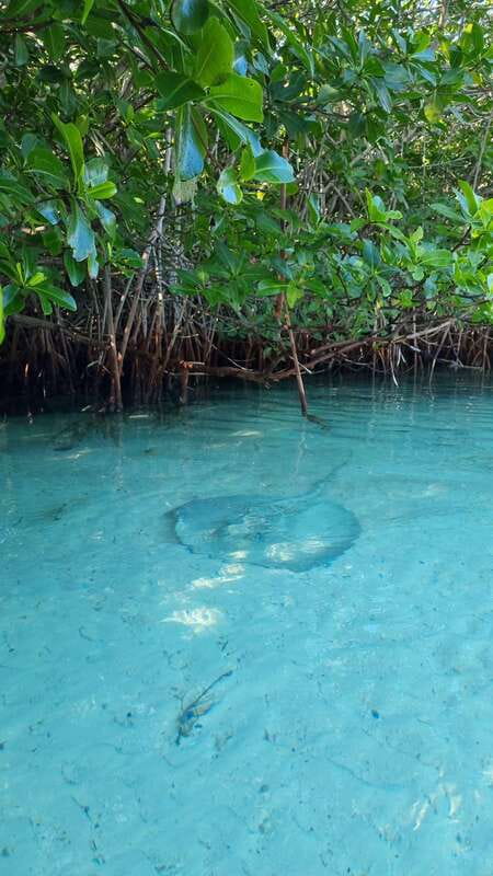 Cancún: Morning or Sunset Kayak Adventure in Nichupte Lagoon - Weight Limit and Physical Effort: Know This Before You Go