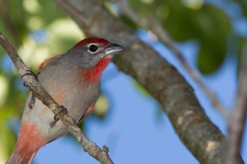Cancun: Private Birdwatching Tour - Key things that make this tour worth it