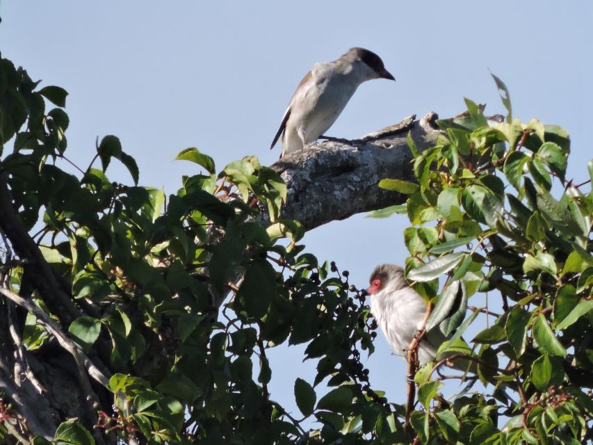 Cancun: Private Birdwatching Tour - Should you book this Cancun birdwatching tour?