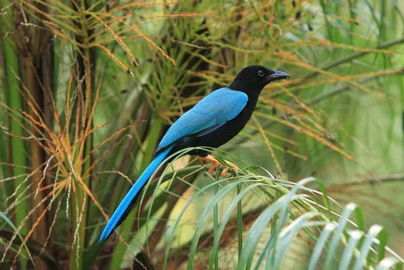 Cancun: Private Birdwatching Tour - A 5 a.m. wake-up for real birding in Quintana Roo