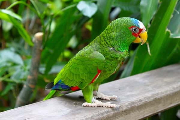 Cancun: Private Birdwatching Tour - Carlos and the guide skills that change the whole day