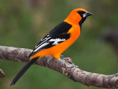 Cancun: Private Birdwatching Tour - Ruta de los Cenotes Biosphere Reserve: why the habitat matters