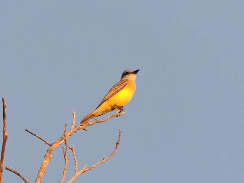 Cancun: Private Birdwatching Tour - Birdwatching highlights: what you can spot (and why season matters)