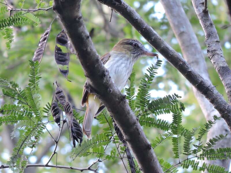 Cancun: Private Birdwatching Tour - Price and value: $555 for up to 4 is actually pretty logical