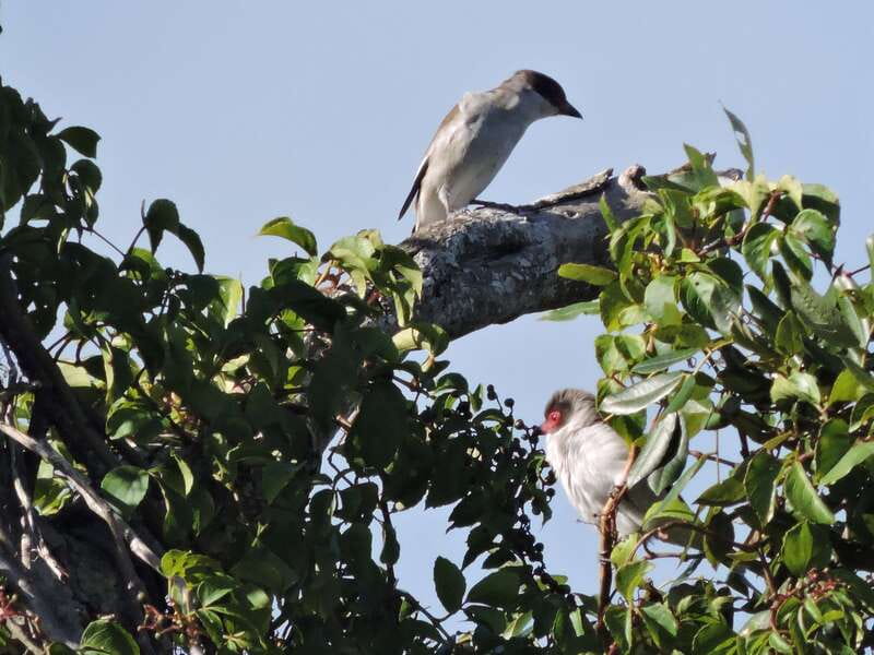 Cancun: Private Birdwatching Tour - Comfort and logistics: what could affect your enjoyment