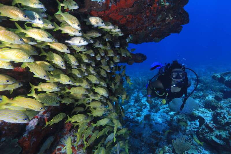 Cancun: Scuba Diving for Beginners, 2 Dives - Small-group coaching with instructors like Marin, Lorena, and Timoteo