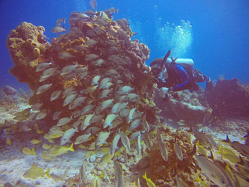 Cancun: Scuba Diving for Certified Divers, 3 options to dive - Marine life you can realistically expect in Cancun