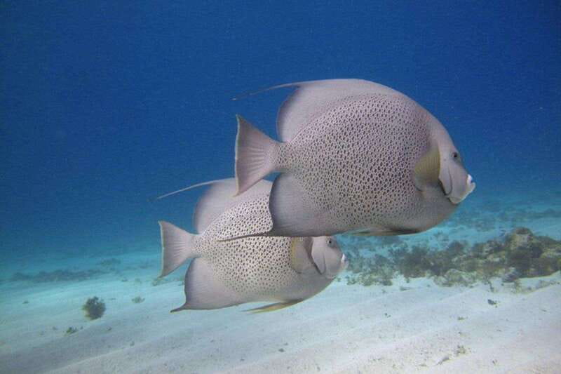 Cancun: Snorkeling at Underwater Museum & Manchones Reef - Key things to know before you go