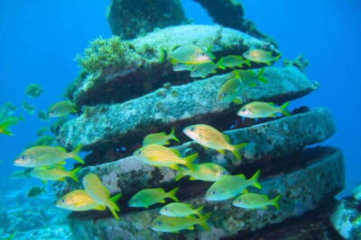 Cancun: Snorkeling at Underwater Museum & Manchones Reef - Manchones Reef: fish, coral, and the swim comfort factor