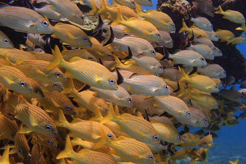 Cancun: Snorkeling at Underwater Museum & Manchones Reef - Coconut Divers logistics in Cancun’s Hotel Zone: easy meeting point, small-group promise