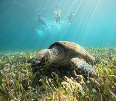 Cancun: Snorkeling Boat Tour with Gear - Before You Hit the Water: Gear, Briefing, and What to Pack
