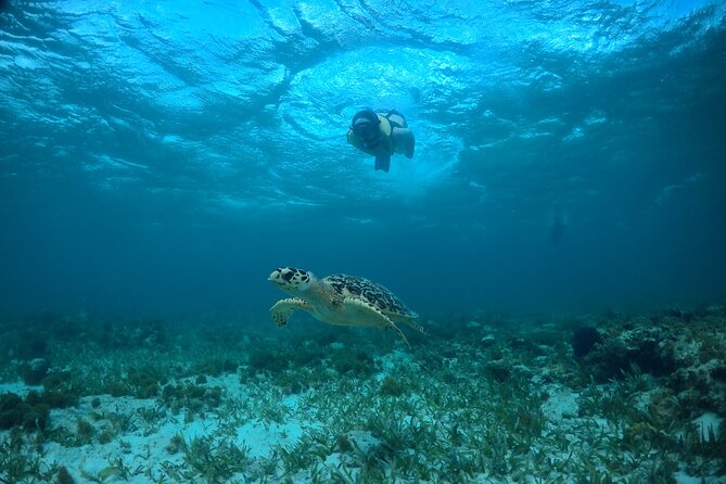 Cancun Snorkeling Tour: Swim with Turtles, Reef, Underwater Museum and Shipwreck - Stop 1: MUSA Underwater Museum, Blessings and Aquarium Family