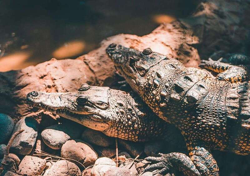 Cancun: Speedboat Adventure & Crocodile Sighting - Key things to know before you go