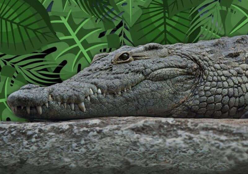 Cancun: Speedboat Adventure & Crocodile Sighting - Nichupté Lagoon by Speedboat: The 2-Hour Route