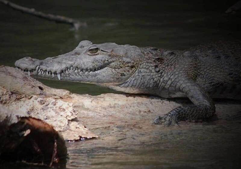 Cancun: Speedboat Adventure & Crocodile Sighting - Crocodiles in Their Natural Habitat: What to Expect