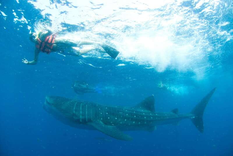 Cancún: Swim with Whale Sharks - Where the whale sharks are, and why this trip works