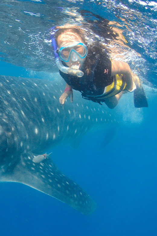Cancún: Swim with Whale Sharks & Playa Norte Beach - Cancun Marina Start: Coffee, Safety Talk, Then Gear Up