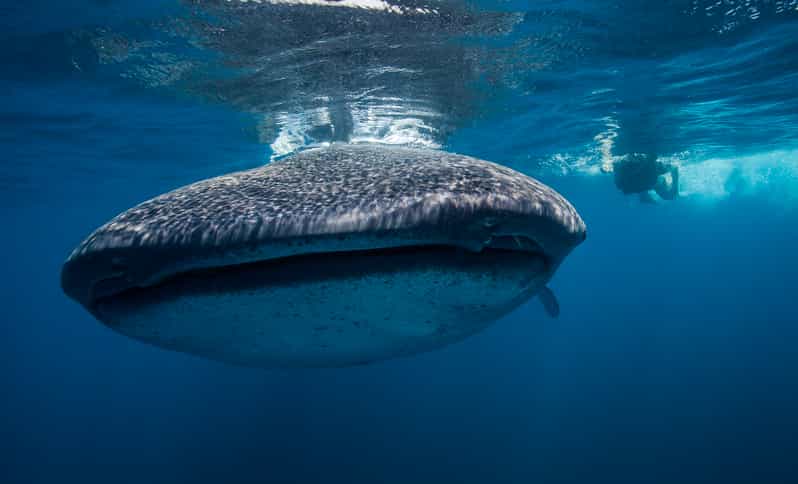 Cancún: Swim with Whale Sharks & Playa Norte Beach - Playa Norte on Isla Mujeres: Snacks, Soft Drinks, and Optional Snorkeling