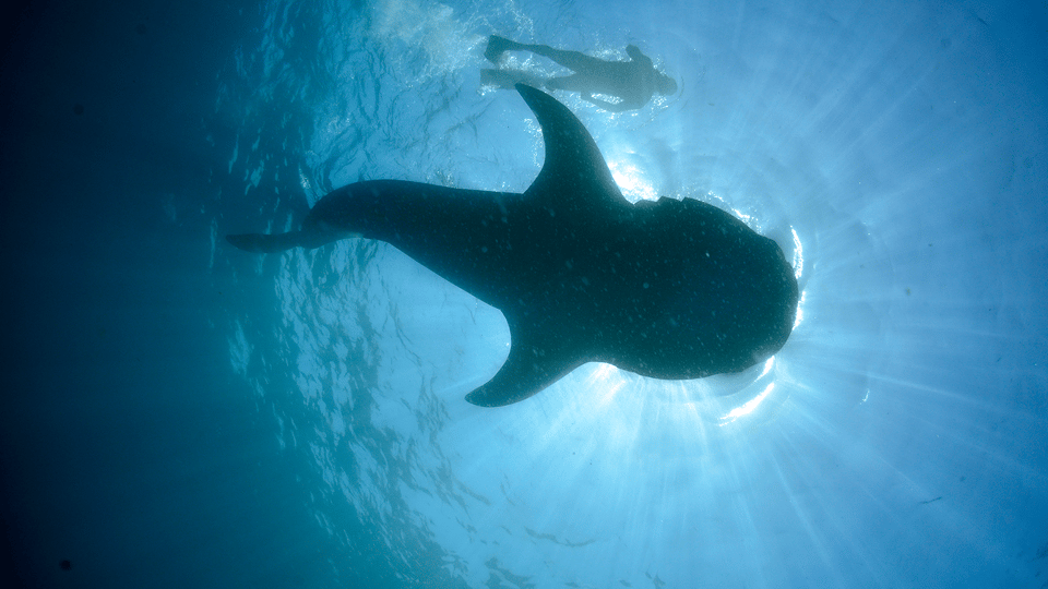 Cancún: Swim with Whale Sharks & Playa Norte Beach - What to Bring (and What to Avoid) for a Smooth Day