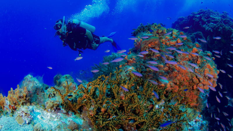 Cancún: Underwater Museum & Reef for Certified Scuba Divers - Price and Value: Is $98 a Good Deal for Two 2-Tank Sessions?
