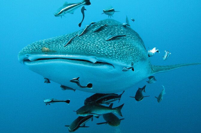Cancun Whale Shark Encounter - Isla Mujeres: Playa Norte after snorkeling and why this stop matters