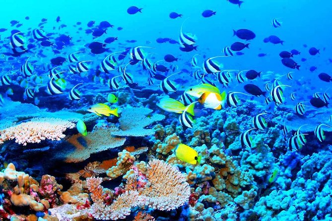 Catamaran Sail and Snorkeling Tour with Open Bar in Puerto Morelos - Duration, Departure Options, and How to Choose Morning vs Afternoon