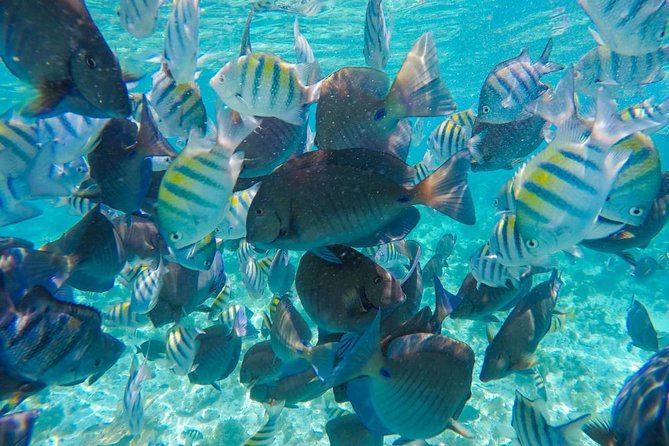 Catamaran Sailing Experience & Snorkeling Tour to Isla Mujeres - Lunch buffet and open bar: good value, strong for party energy, not for everyone