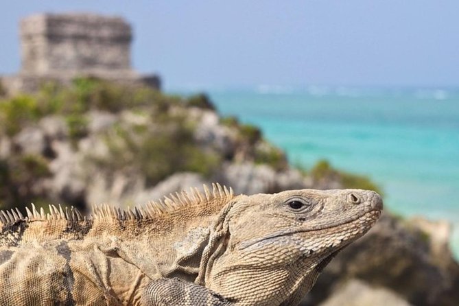Coba, Tulum & Cenote swim - A long day that hits Tulum, Coba, and Cenote Kuxtal in one shot