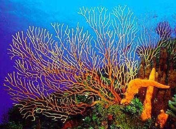 Cozumel El Cielo All Inclusive Tour from Cancun - Key highlights at a glance
