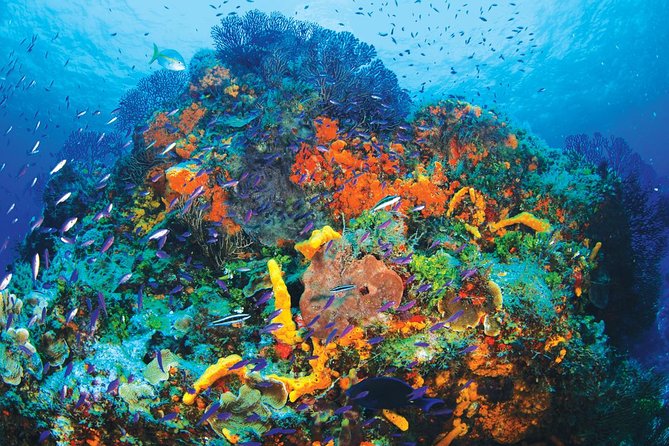 Discover Scuba Diving - One Tank at Coral Reef - Puerto Morelos Reef: Why this route makes sense from Cancun