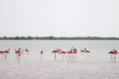 Discover the FABULOUS PINK WATERS at the Caribean (Las Coloradas+Río Lagartos) - Río Lagartos by boat: mangroves, flamingos, and crocodile odds