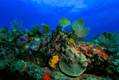 Discovery Scuba Diving !! - Pool Training: How They Help You Feel Ready