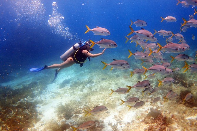 Diving in the Mexican Caribbean for Beginners | 2 Tanks 2 Dives | All Inclusive - Why This Beginner-Friendly Scuba Setup Works
