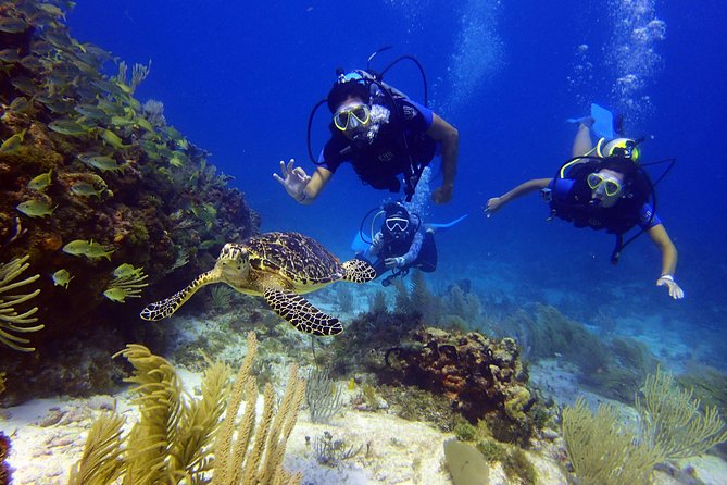 Diving in the Mexican Caribbean for Beginners | 2 Tanks 2 Dives | All Inclusive - What You Get for $190.69: Real Value Check