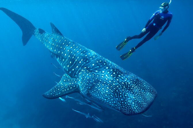 Eco Whale Shark Encounter - Key things worth knowing