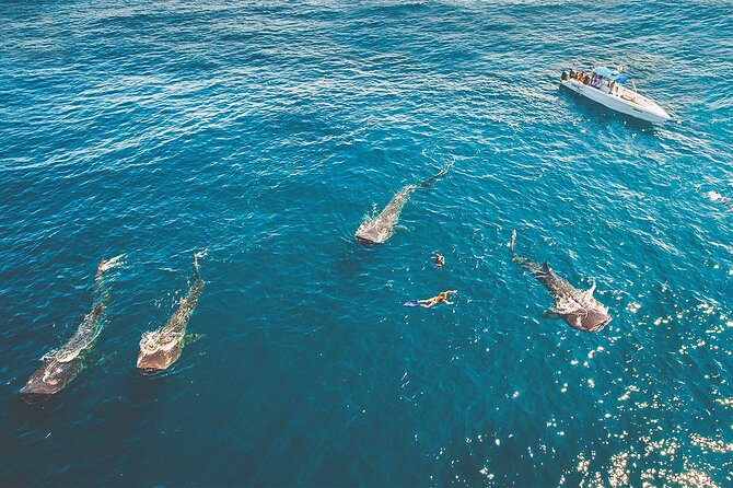 Eco Whale Shark Encounter - Why Isla Contoy waters make this feel like more than a checklist