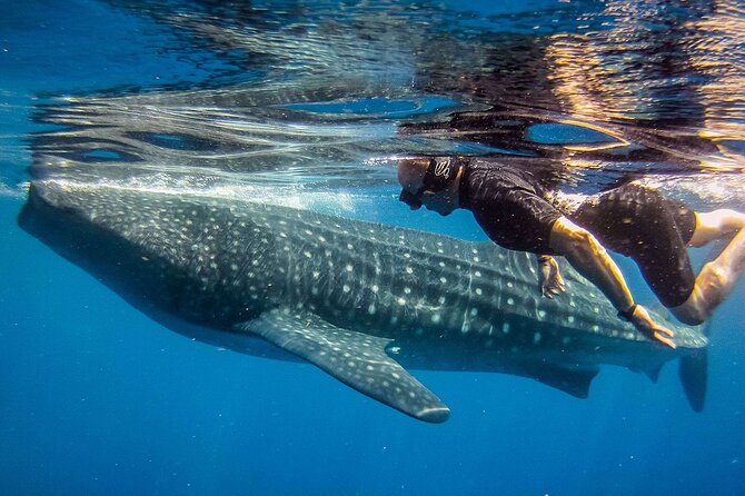Eco Whale Shark Encounter - Snorkeling plan: what 2–3 whale shark swims means in real life