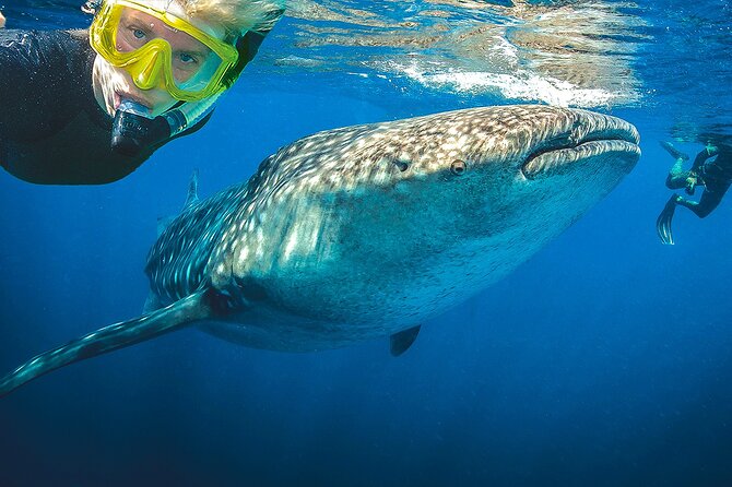 Eco Whale Shark Encounter - Wildlife moments near the reserve: what to expect and how to see more
