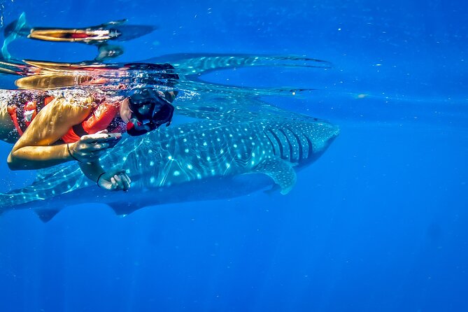 Eco Whale Shark Encounter - Price and value: $452 for up to 2, then expect the park fee