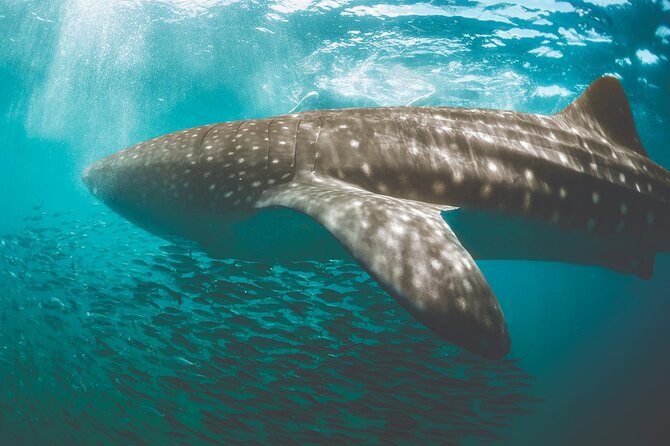 Eco Whale Shark Encounter - The boat ride, safety setup, and how the day stays controlled