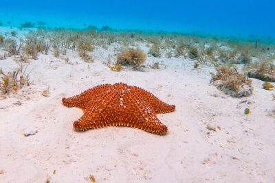 Excursion to Cozumel from Cancun - The ferry crossing: your comfy Caribbean breather