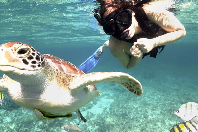 Experience swimming with turtles and explore the ruins of Tulum. Lunch included. - Tulum Ruins with a Guide: City Walls, Mayan Context, and the Tulum Letters Photo