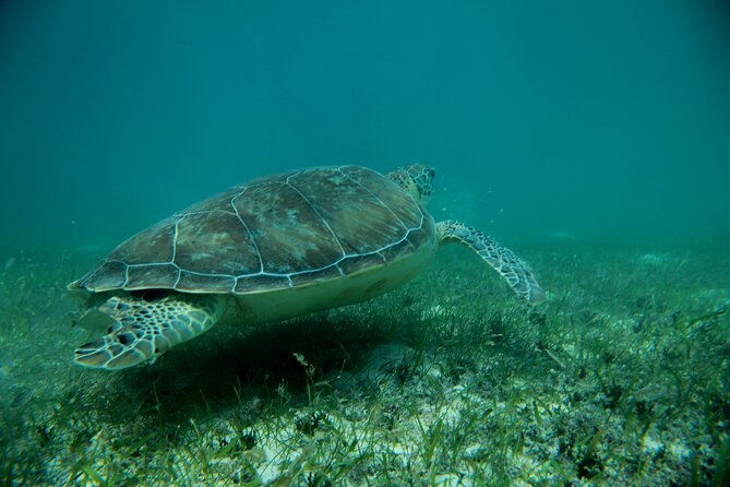 Experience swimming with turtles and explore the ruins of Tulum. Lunch included. - What the Day Feels Like: A Simple Walkthrough of Your Timeline