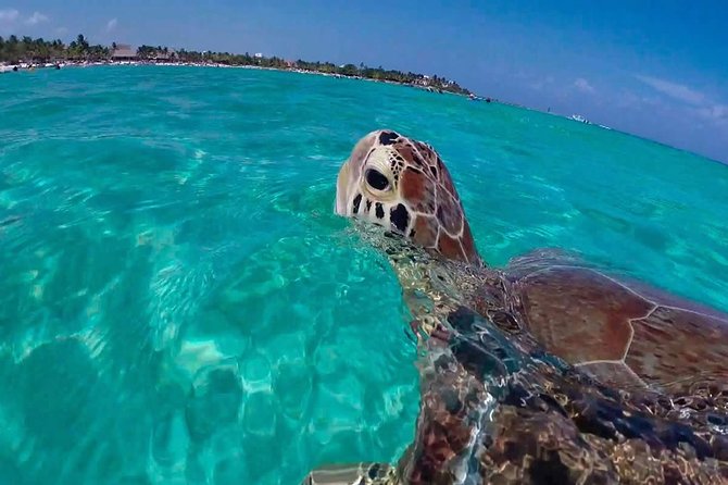 Experience swimming with turtles and explore the ruins of Tulum. Lunch included. - Akumal Beach Snorkeling for Sea Turtles: How the Water Time Usually Works