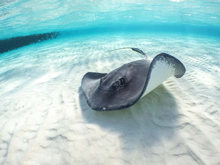 From Cancun: Day Trip to Tulum and Mariposa Cenote - Key points worth knowing